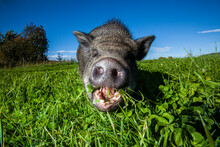 Portrait Of A Pot-bellied Pig Eating Grass In A Field On A Sunny Blue Sky Day.