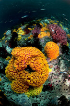 Orange Cup Corals (tubastraea) On A Raja Ampat Reef.