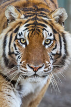 Intense Portrait Of A Bengal Tiger.