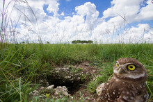 Burrowing Owls Photographed From A Hidden Camera Outside Their Burrow In Homestead, Florida.