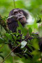A Young Male Chimpanzee (Pan Troglodytes) In Kibale National Park, Uganda.