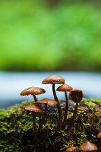 Small Mushrooms Grow From A Nurse Log On The Bank Of The North Fork Cascade River, Mount Baker-Snoqualmie National Forest, Washington.