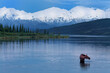 © Tandem Stock - A lone moose feeds at twilight in Wonder Lake beneath Mt McKinley and the Alaska Range.