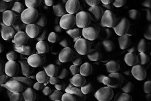 Black & White Detail Of Bubble Coral Polyps In The Solomon Islands.