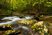Autumn Stream Scene In Laurel Creek Section Of The Smoky Mountains.