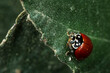 © Tandem Stock - A macro photograph of a ladybug with dew drops on leaf.