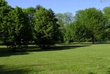 Fototapeta Na ścianę - park without people in spring