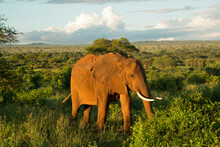 A Wild African Elephant Grazing At Sunset At Tarangire National Park In Tanzania