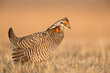 © Tandem Stock - A male Greater Prairie Chicken (Tympanuchus cupido) on a display ground, or lek, in the Nebraska sandhills.