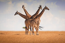 Four Giraffes Briefly Come Together On The Plains Of The Masai Mara, Kenya.
