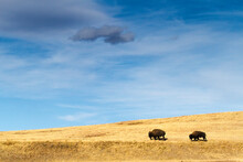 A Pair Of Bison Walk Across Grassland Hills Of Wind Cave National Park, South Dakota.
