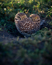 Close Up Wildlife Portrait Of A Pair Burrowing Owls In South Florida.