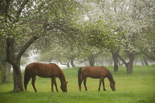 Two Horses Eating In Spring Pasture, Cape Elizabeth, Maine.