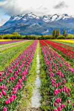 Planting Tulips In Patagonia Argentina