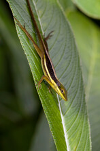 A Grass Anole (Anolis Krugi) In El Yunque National Forest, Puerto Rico.