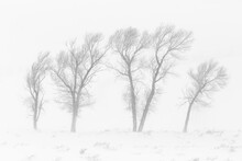 Bare Cottonwood Trees Stand Windswept In A Windy Winter Storm In Grand Teton National Park, Wyoming.