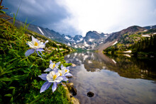 Colorado Columbines Blooming In Early July With Spring Run Off, Indian Peaks Rocky Mountains.