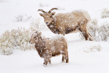 A Bighorn Sheep Ewe Watches Her Lamb Walk Through Snow In A Snow Storm In The National Elk Refuge Near Jackson, Wyoming.