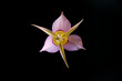 © Tandem Stock - A simple Mariposa Lily flower reveals its shape and color on a black background.