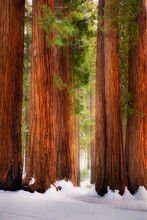 Parker Group, Sequoia National Park, Sierra Nevada Mountains, California.