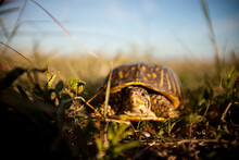 With Just A Little Looking, Visitors Can Find Box Turtles Meandering Along The Trails Of Tallgrass Prairie National Preserve In Kansas.
