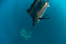 Atlantic Sailfish Hunt And Feed On Sardine Schools Off The Coast Of Mexico.