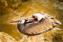 La Jolla Cliffs, California: A Portrait Of A Brown Pelican Resting On An Isolated Rocky Perch.