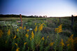 © Tandem Stock - The Bottomlands of Tallgrass Prairie National Preserve, Kansas, where the grass grows the tallest.