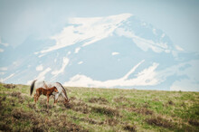 Horses Along The Rocky Mountain Front, Montana.