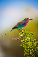 The Lilac Breasted Roller Bird Sits On A Branch In The Masai Mara, Kenya.