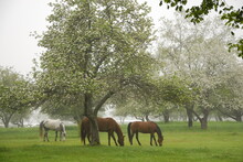Three Horses Graze In The Pasture Under Flowering Apple Trees In Springtime, Cape Elizabeth, Maine.