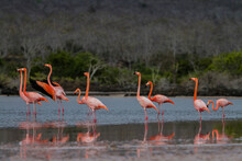 A Flock Of American Flamingos In The Galapagos Islands. Ecuador.