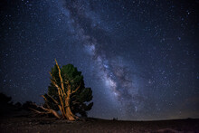 The Milky Way Over Ancient Bristlecone Pine Trees In The White Mountains Of California In The Eastern Sierra Nevada Mountains.