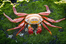 A Colorful Sally Lightfoot Crab Sits On A Mossy Rock. Bachas Beach, In The Galapagos Islands, Ecuador.