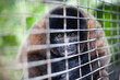 © Tandem Stock - Captive Wooley Monkeys being rehabilitated in there cage, hoping one day to be released into the wild.