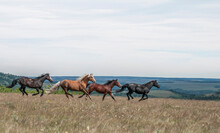 Horses Along The Rocky Mountain Front, Montana.