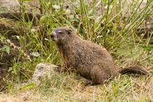 A Groundhog Or Woodchuck (Marmota Monax) In Pennsylvania.