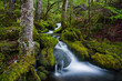 © Tandem Stock - A mountain stream cascades through lush forest and moss covered boulders in North Cascades National Park, Washington.