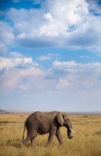A African Elephant (Loxodonta) Walks Across The Open Mara In Kenya's Masai Mara National Reserve.
