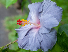 One Of The Many Beautiful Plants And Flowers In The Hawaiian Tropical Botanical Gardens On The Big Island Of Hawaii