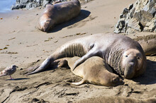 Northern Elephant Seals (Mirounga Angustirostris) Near San Simeon California.