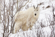 A Billy Mountain Goat Stands Amongst Aspen Trees And Snow Near Alpine, Wyoming.
