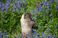 Marmot, Paradise Park, Cascade Range, Mount Rainier National Park