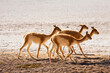 © Tandem Stock - A small herd of Vicunas (vicugna vicugna) walk to graze in the high-altitude desert of southwestern Bolivia's Sud Lipez region.