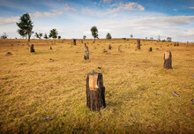 Stumps of trees where once a protected forest grew in Kenya, Africa.