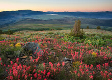 Eastern Sierra Nevada Wildflowers, California