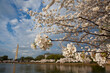 © Tandem Stock - Cherry blossoms in full bloom decorate the trees around the tidal basin in Washington DC.