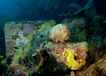 A Coral Encrusted Gun On A WWII Wreck In The Solomon Islands.