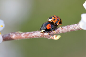 Two ladybirds mating