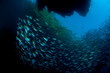 © Tandem Stock - Fusiliers swim under a rock island overhang in Raja Ampat.